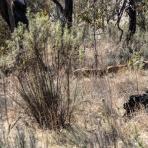 Sus scrofa at Rendezvous Creek, ACT - suppressed