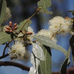 Eucalyptus bridgesiana (Apple Box) at Conder, ACT - 18 Mar 2023 by michaelb