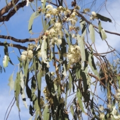 Eucalyptus bridgesiana at Conder, ACT - 19 Mar 2023