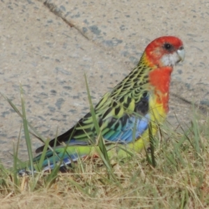 Platycercus eximius at Banks, ACT - 19 Mar 2023