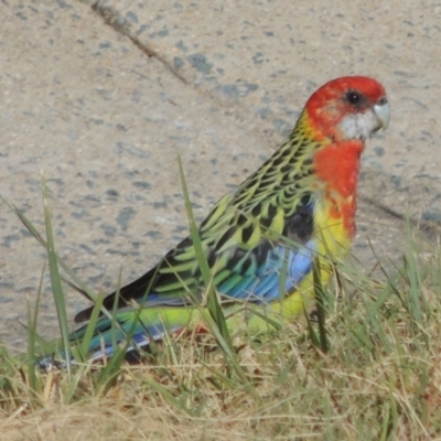 Platycercus eximius (Eastern Rosella) at Banks, ACT - 19 Mar 2023 by MichaelBedingfield