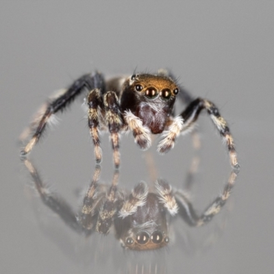 Maratus griseus (Jumping spider) at QPRC LGA - 29 Aug 2023 by MarkT