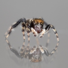 Unidentified Jumping or peacock spider (Salticidae) at Jerrabomberra, NSW - 29 Aug 2023 by MarkT