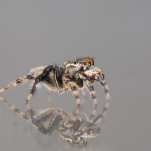 Maratus griseus at Jerrabomberra, NSW - 29 Aug 2023