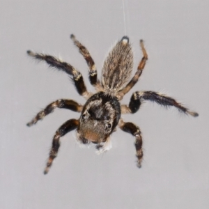 Maratus griseus at Jerrabomberra, NSW - suppressed