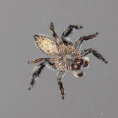 Maratus griseus at Jerrabomberra, NSW - suppressed