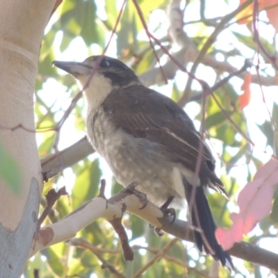 Cracticus torquatus (Grey Butcherbird) at Conder, ACT - 10 Mar 2015 by MichaelBedingfield