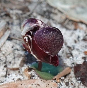 Corybas unguiculatus at Jervis Bay, JBT - suppressed