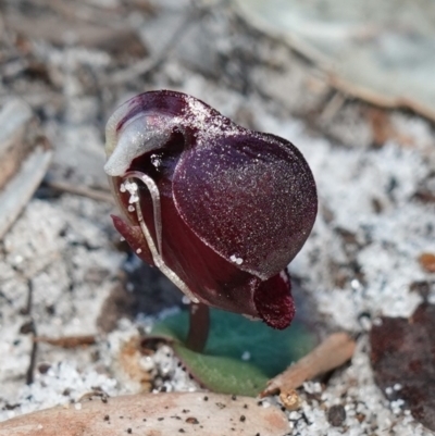 Corybas unguiculatus (Small Helmet Orchid) at Booderee National Park - 10 Jun 2023 by RobG1