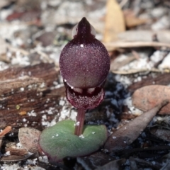 Corybas unguiculatus at Jervis Bay, JBT - suppressed