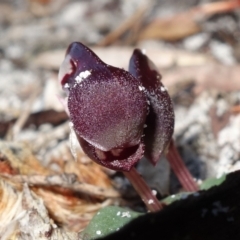 Corybas unguiculatus at Jervis Bay, JBT - suppressed