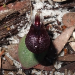 Corybas unguiculatus at Jervis Bay, JBT - suppressed