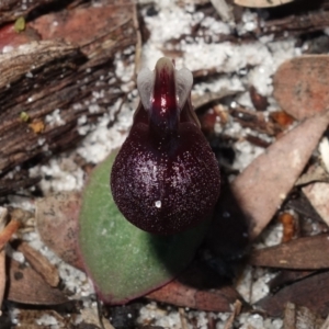 Corybas unguiculatus at Jervis Bay, JBT - 10 Jun 2023