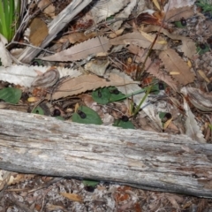 Corybas unguiculatus at Jervis Bay, JBT - suppressed