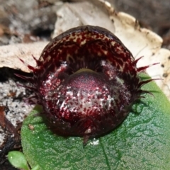 Corysanthes fimbriata (Fringed Helmet Orchid) at Booderee National Park - 10 Jun 2023 by RobG1