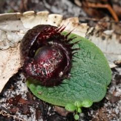 Corysanthes fimbriata at Jervis Bay, JBT - 10 Jun 2023