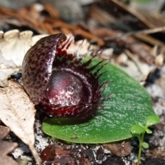 Corysanthes fimbriata at Jervis Bay, JBT - 10 Jun 2023