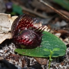 Corysanthes fimbriata at Jervis Bay, JBT - 10 Jun 2023