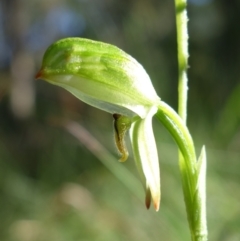Pterostylis longifolia (Tall Greenhood) at Vincentia, NSW - 11 Jun 2023 by RobG1