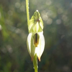 Pterostylis longifolia at Vincentia, NSW - suppressed