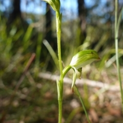 Pterostylis longifolia at Vincentia, NSW - suppressed