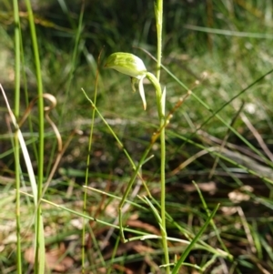 Pterostylis longifolia at Vincentia, NSW - suppressed