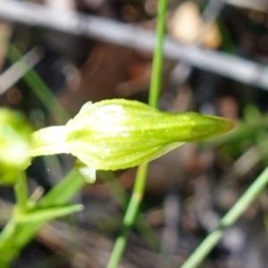 Pterostylis longifolia at Vincentia, NSW - suppressed