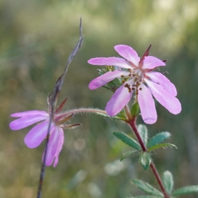 Bauera rubioides (Wiry Bauera) at Vincentia, NSW - 11 Jun 2023 by RobG1