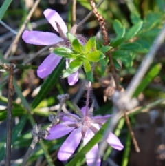 Bauera rubioides at Vincentia, NSW - 11 Jun 2023 12:13 PM