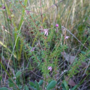 Bauera rubioides at Vincentia, NSW - 11 Jun 2023 12:13 PM