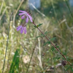 Bauera rubioides at Vincentia, NSW - 11 Jun 2023 12:13 PM