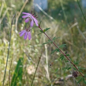 Bauera rubioides at Vincentia, NSW - 11 Jun 2023 12:13 PM