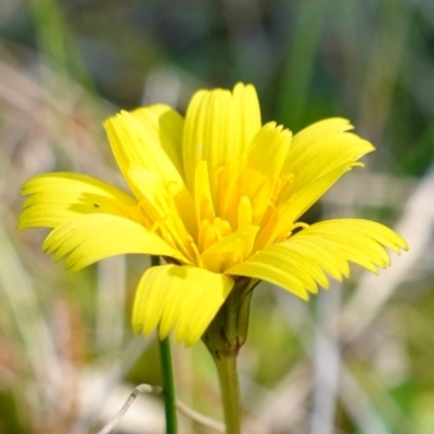 Hypochaeris radicata at Vincentia, NSW - 11 Jun 2023 by RobG1