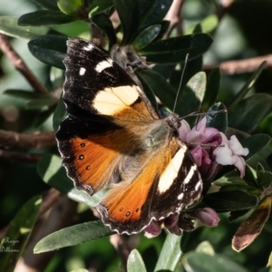 Vanessa itea at Macgregor, ACT - 31 Aug 2023