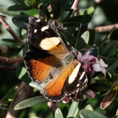 Vanessa itea (Yellow Admiral) at Macgregor, ACT - 31 Aug 2023 by Roger