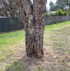 Perga dorsalis at Theodore, ACT - 30 Aug 2023 09:54 AM