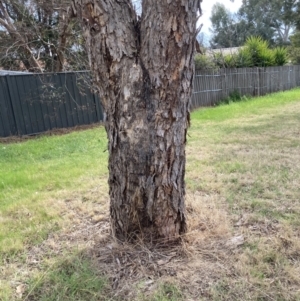 Perga dorsalis at Theodore, ACT - 30 Aug 2023 09:54 AM