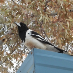 Cracticus nigrogularis (Pied Butcherbird) at Leinster, WA - 26 Aug 2023 by HelenCross