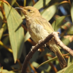 Lichmera indistincta (Brown Honeyeater) at Leinster, WA - 26 Aug 2023 by HelenCross