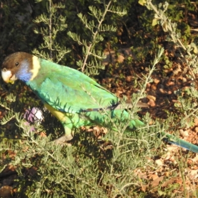 Barnardius zonarius (Australian Ringneck) at Leinster, WA - 26 Aug 2023 by HelenCross