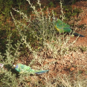 Barnardius zonarius at Leinster, WA - 27 Aug 2023