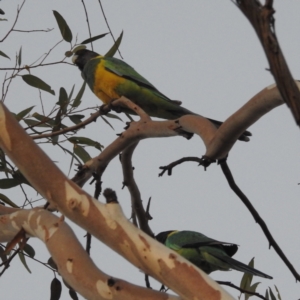 Barnardius zonarius at Leinster, WA - 27 Aug 2023