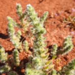 Sclerolaena densiflora (Sclerolaena) at Sir Samuel, WA - 30 Aug 2023 by HelenCross