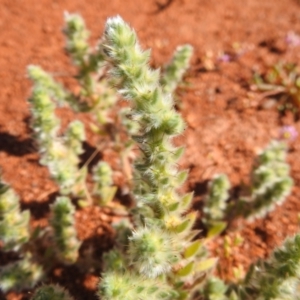 Sclerolaena densiflora at Sir Samuel, WA - 30 Aug 2023