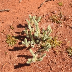 Sclerolaena densiflora at Sir Samuel, WA - 30 Aug 2023