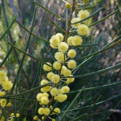 Acacia elongata (Swamp Wattle) at Jerrawangala, NSW - 13 Jul 2023 by RobG1