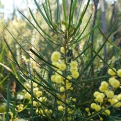 Acacia elongata at Jerrawangala, NSW - 13 Jul 2023