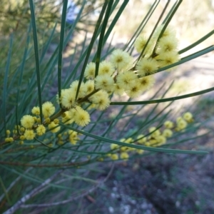 Acacia elongata at Jerrawangala, NSW - 13 Jul 2023