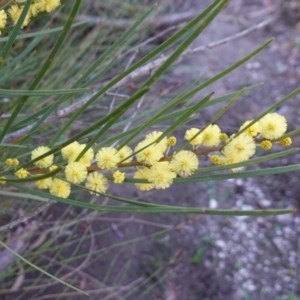 Acacia elongata at Jerrawangala, NSW - 13 Jul 2023