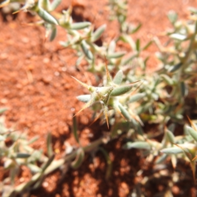 Unidentified Plant at Sir Samuel, WA - 30 Aug 2023 by HelenCross
